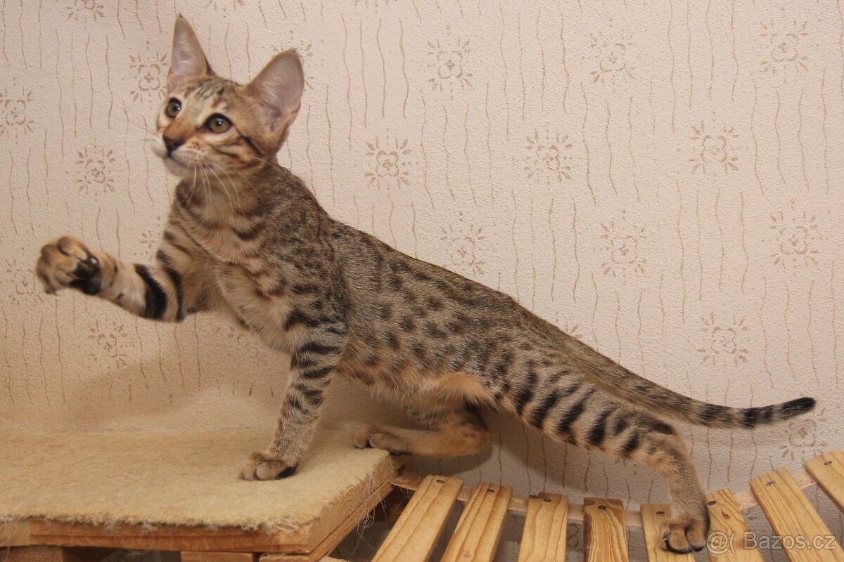 Savannah kotatka F5
