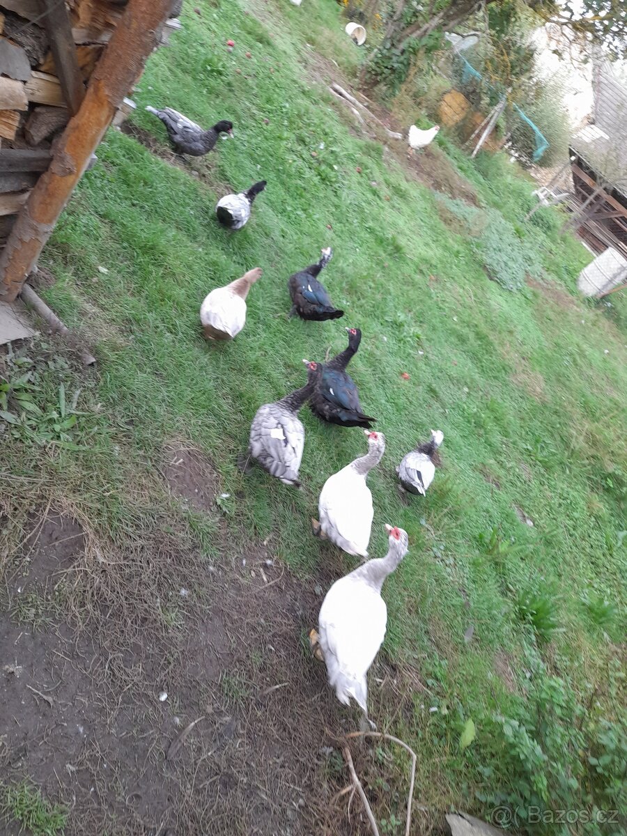 Kachny pižmovky do chovu