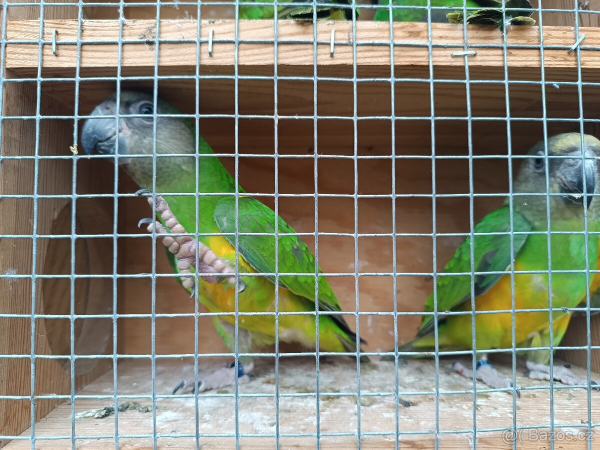 Papoušek senegalský