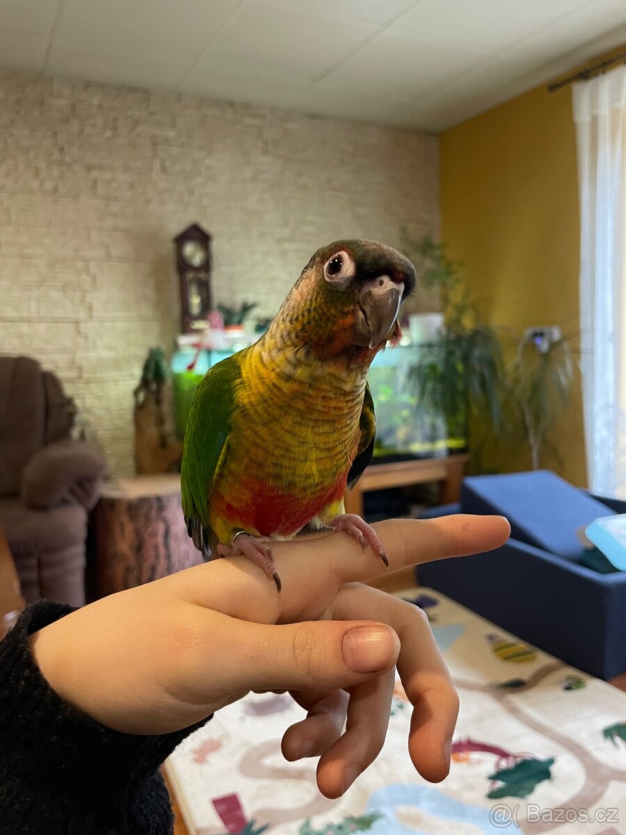 Ručně dokrmená Pyrura zelenolící