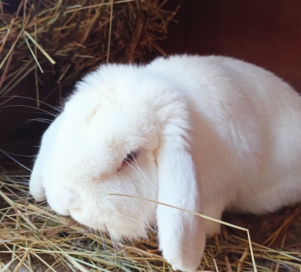 Zakrslý beránek modrooký s PP