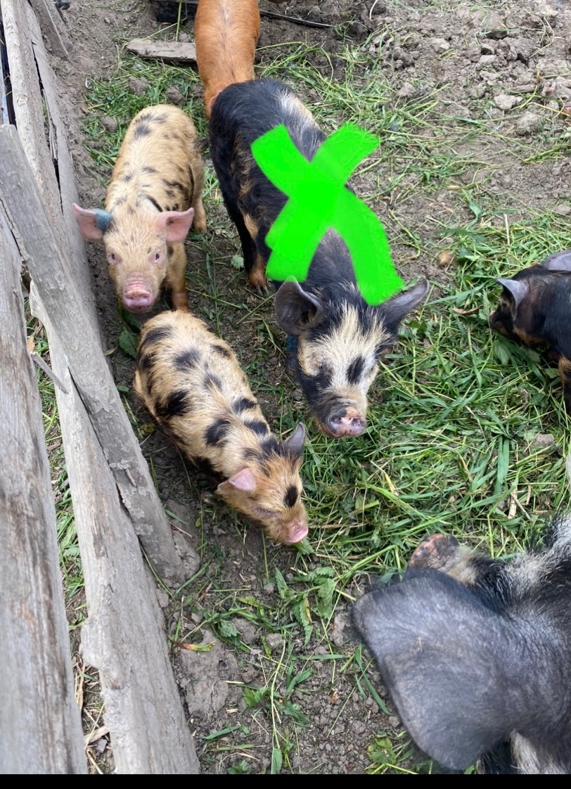 Kune Kune