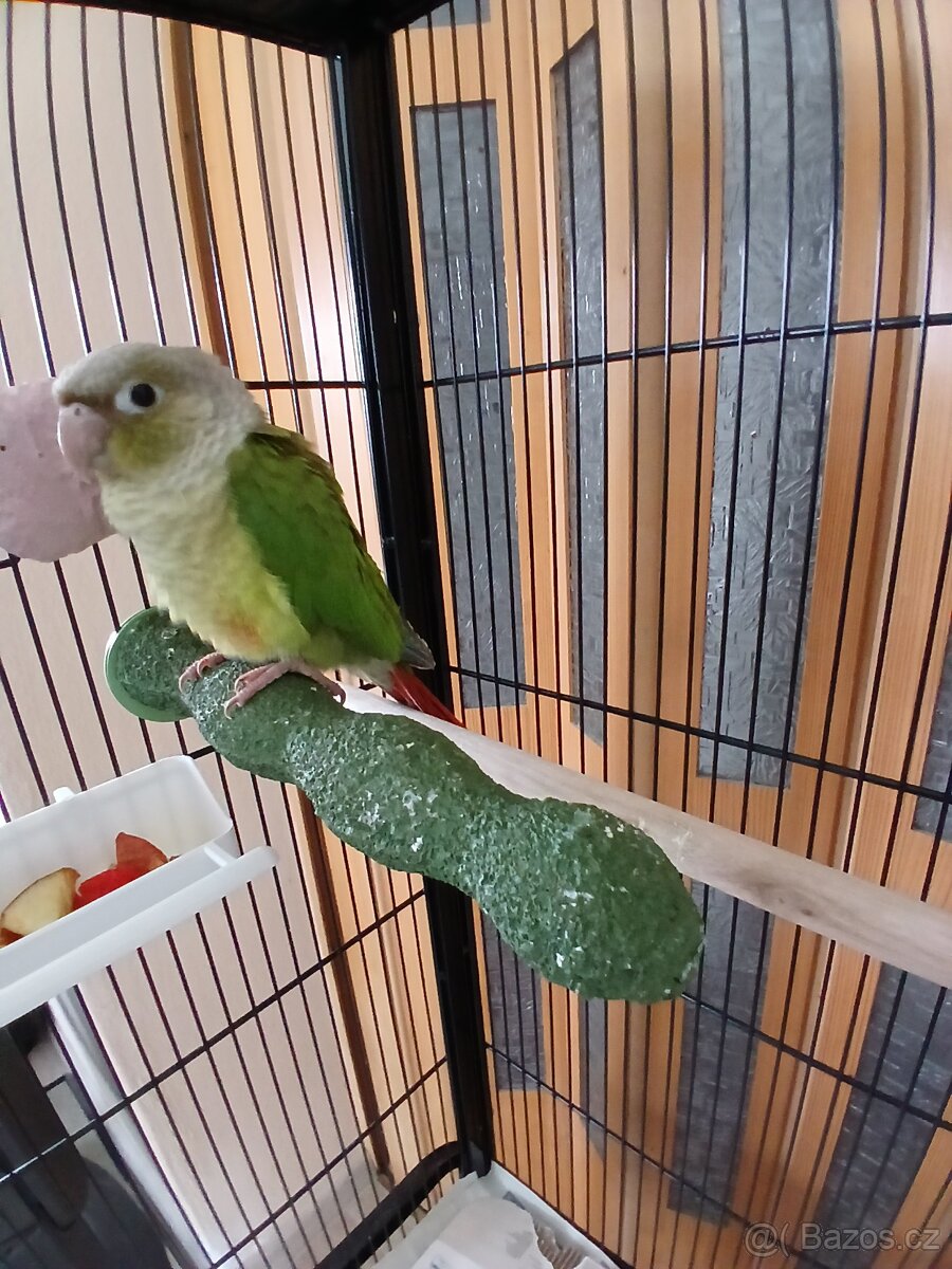 Pyrura zelenolící