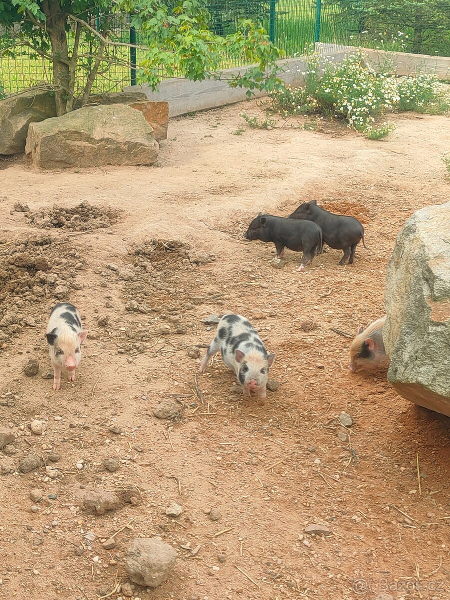 Gottingenská miniprasátka