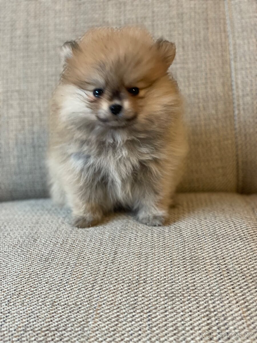 Pomeranian s průkazem původu - poslední holčička