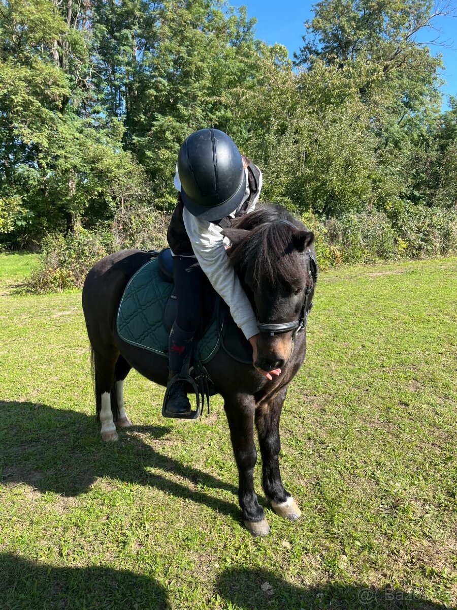 Prodám- pony