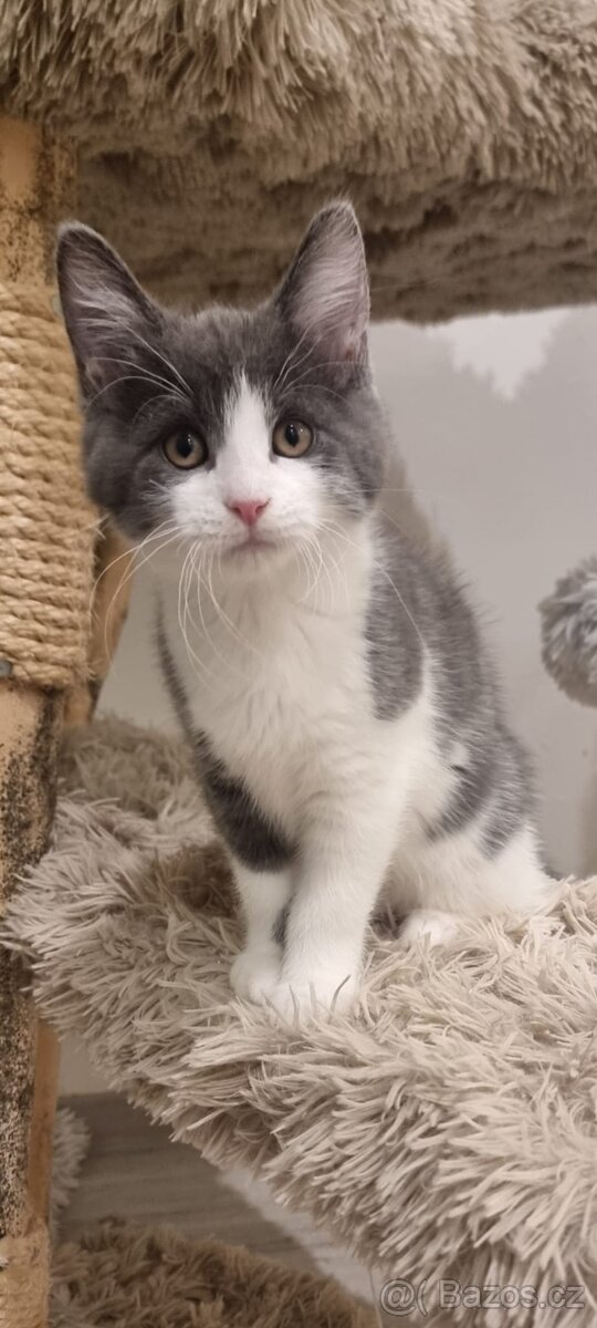 Krásná britská kočička modrobílá