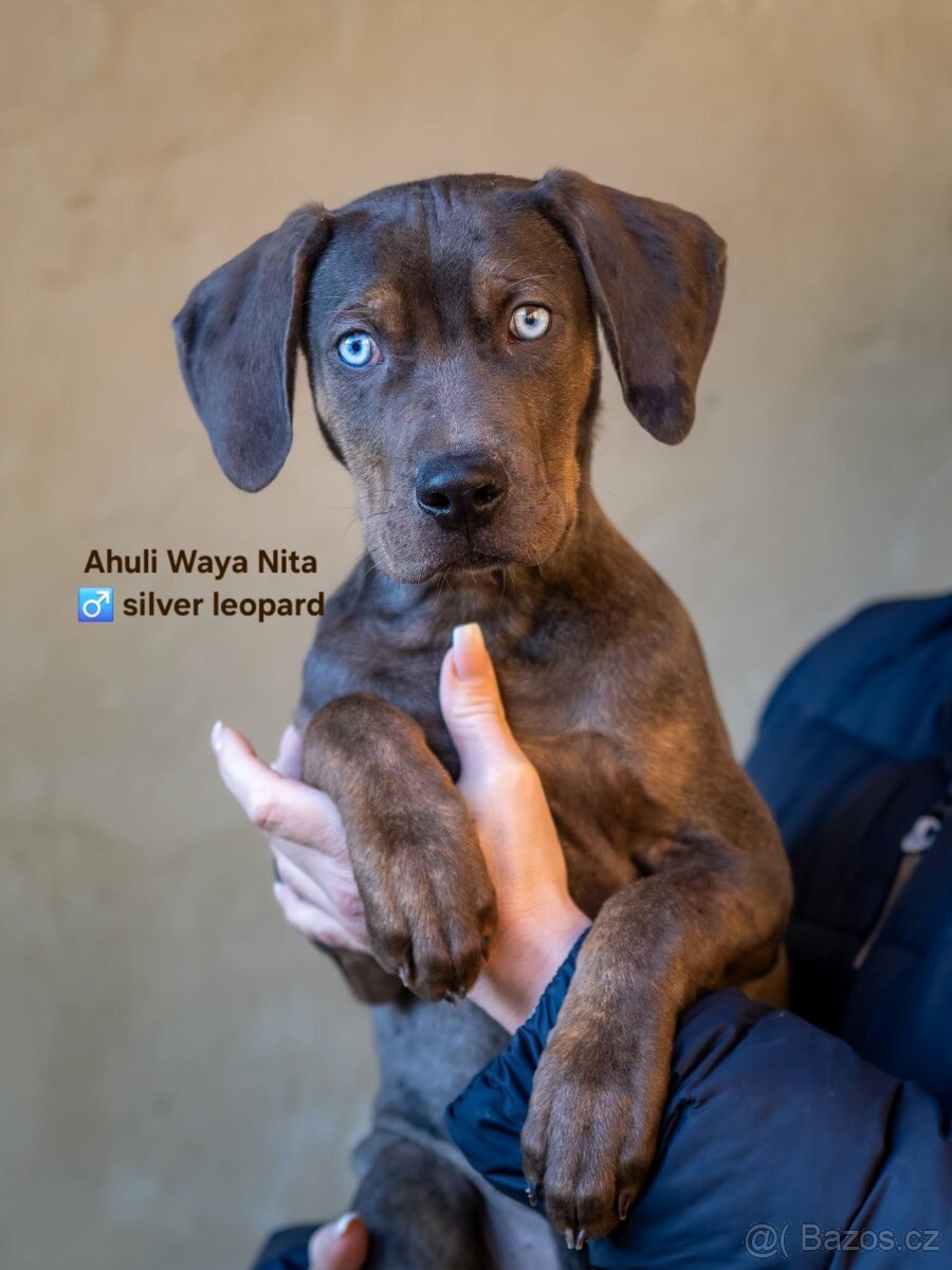 Louisianský leopardí pes