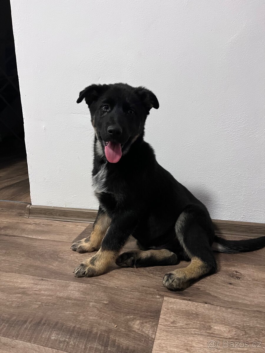 Štěňátko křížený husky a německý ovčák