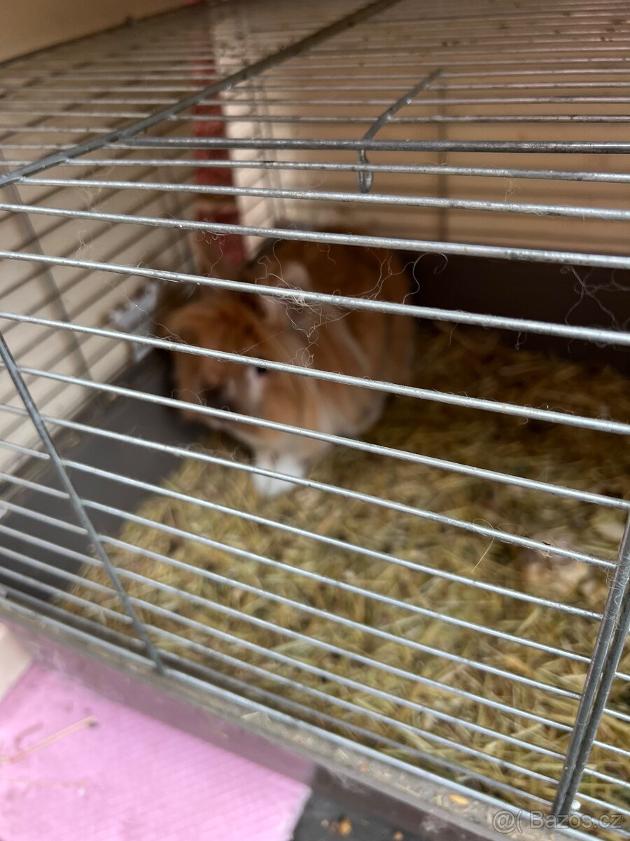 Daruji zakrsleho kralicka