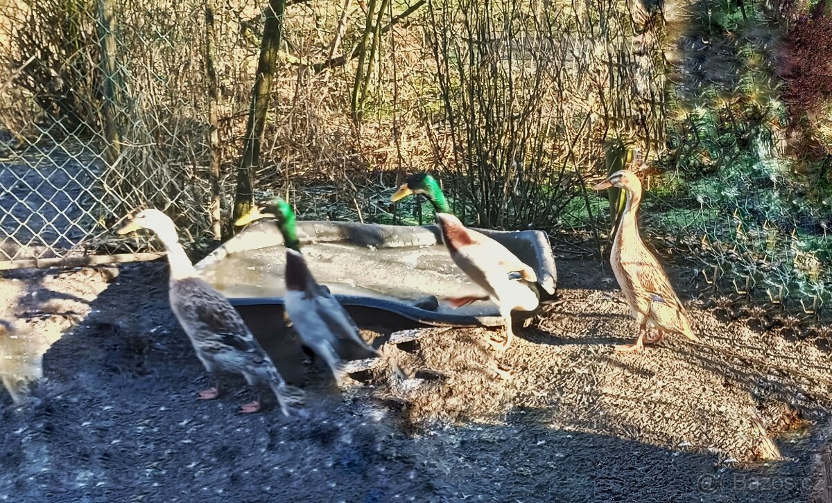 Indický běžec - kačeři