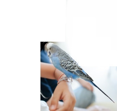Plně ochočený sameček andulky