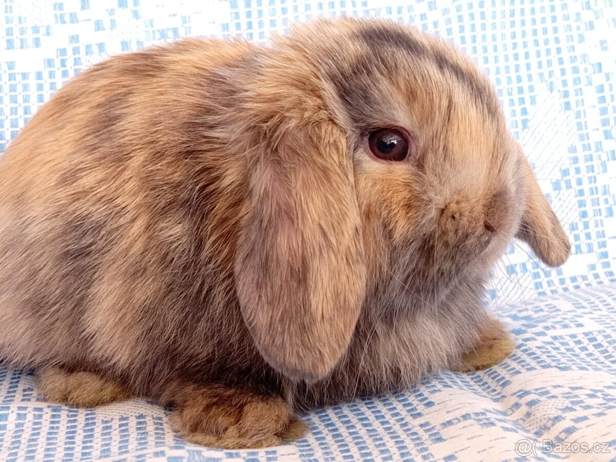 Anglický Zakrslý Beránek MINILOP