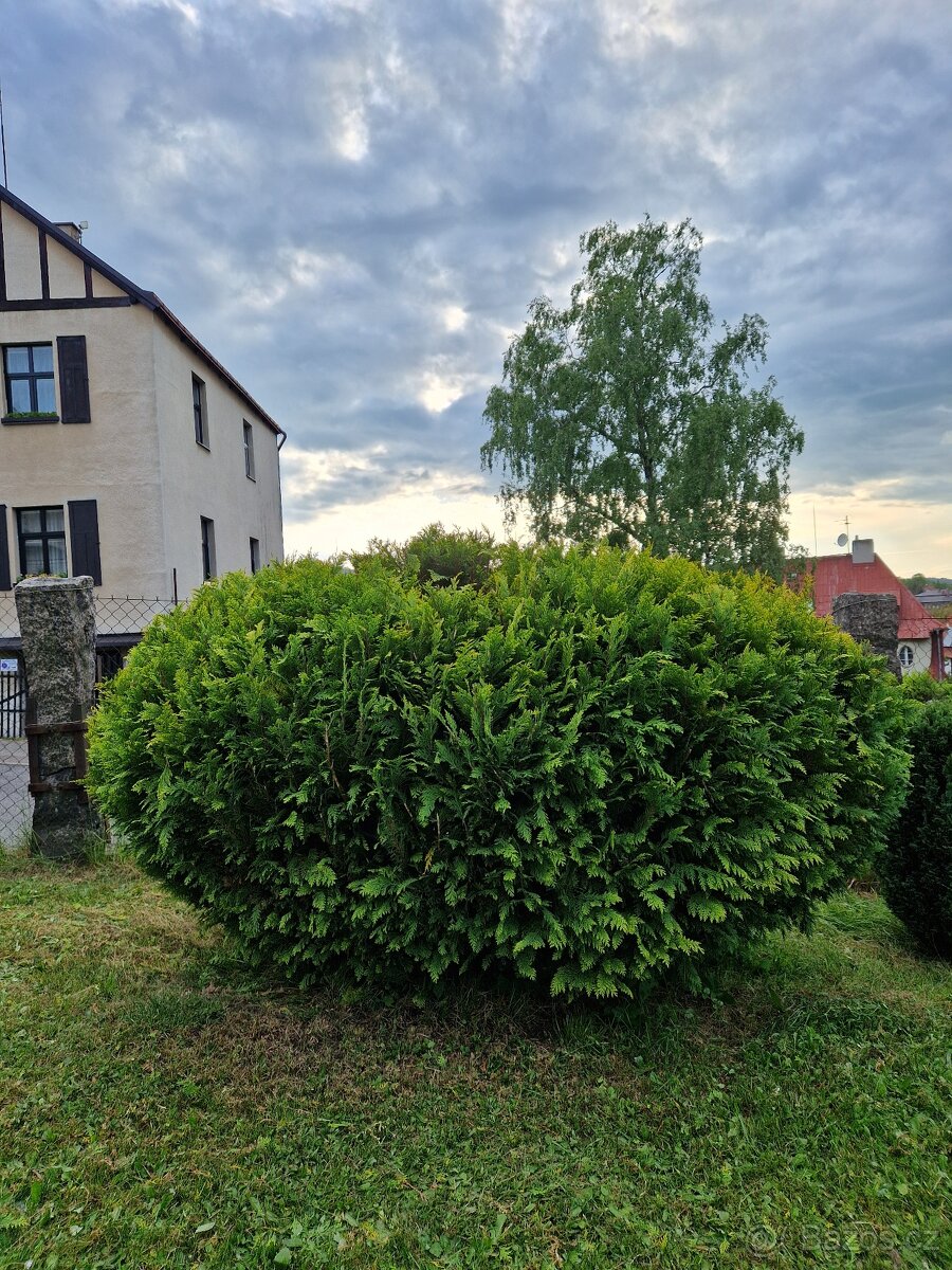 Rozdílné thuje, japonské vrby a buxus