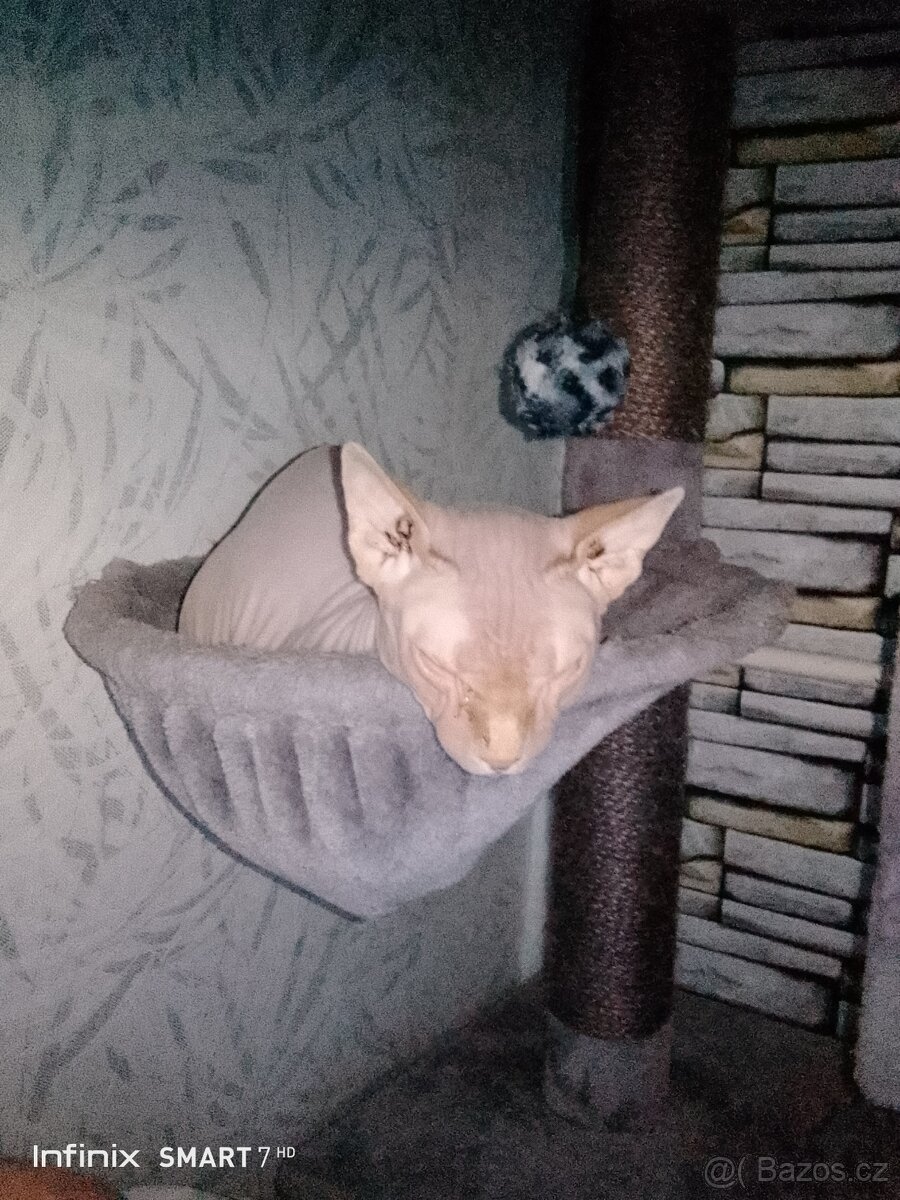 Kanadský sphynx