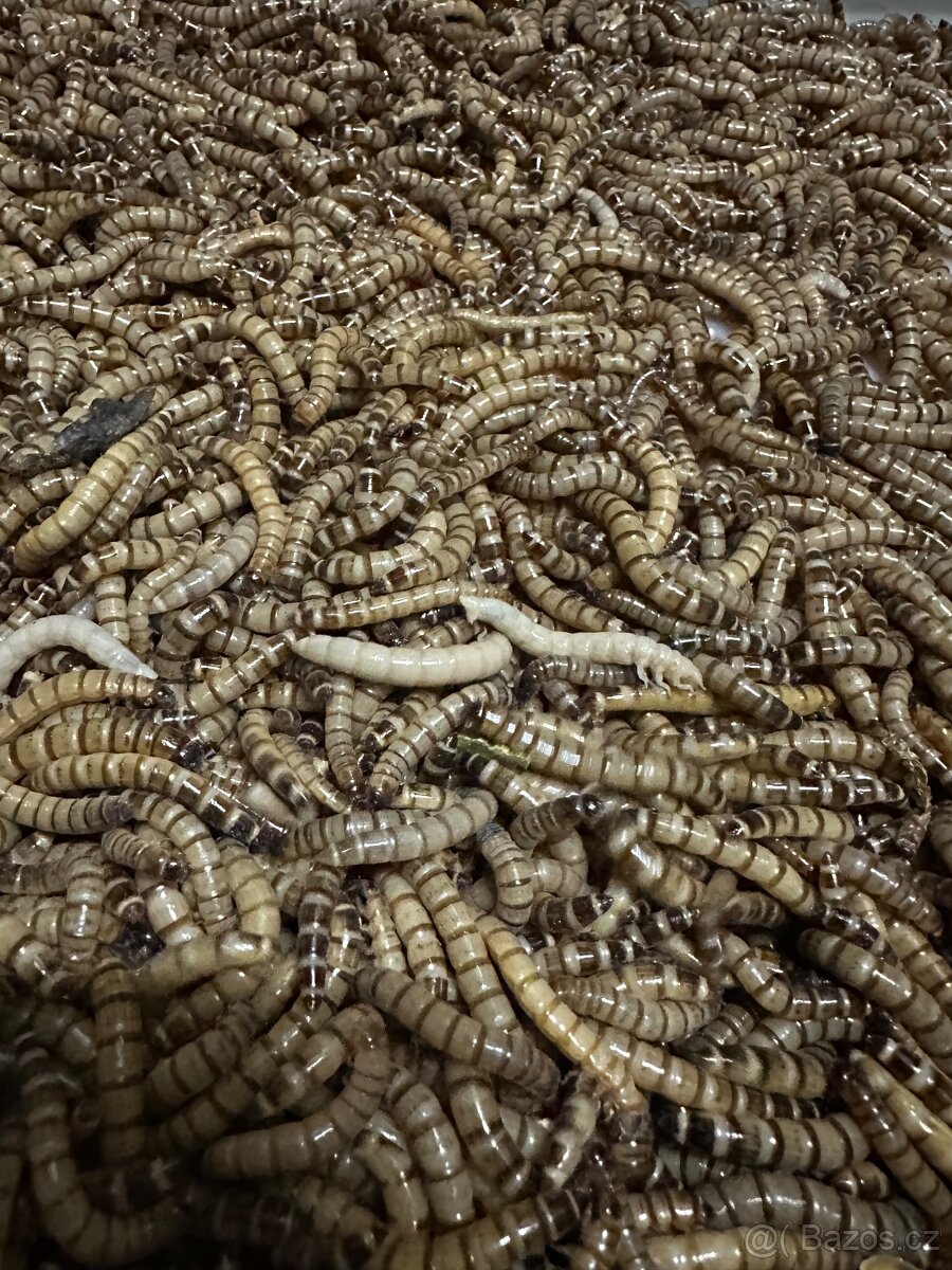Zophopobas