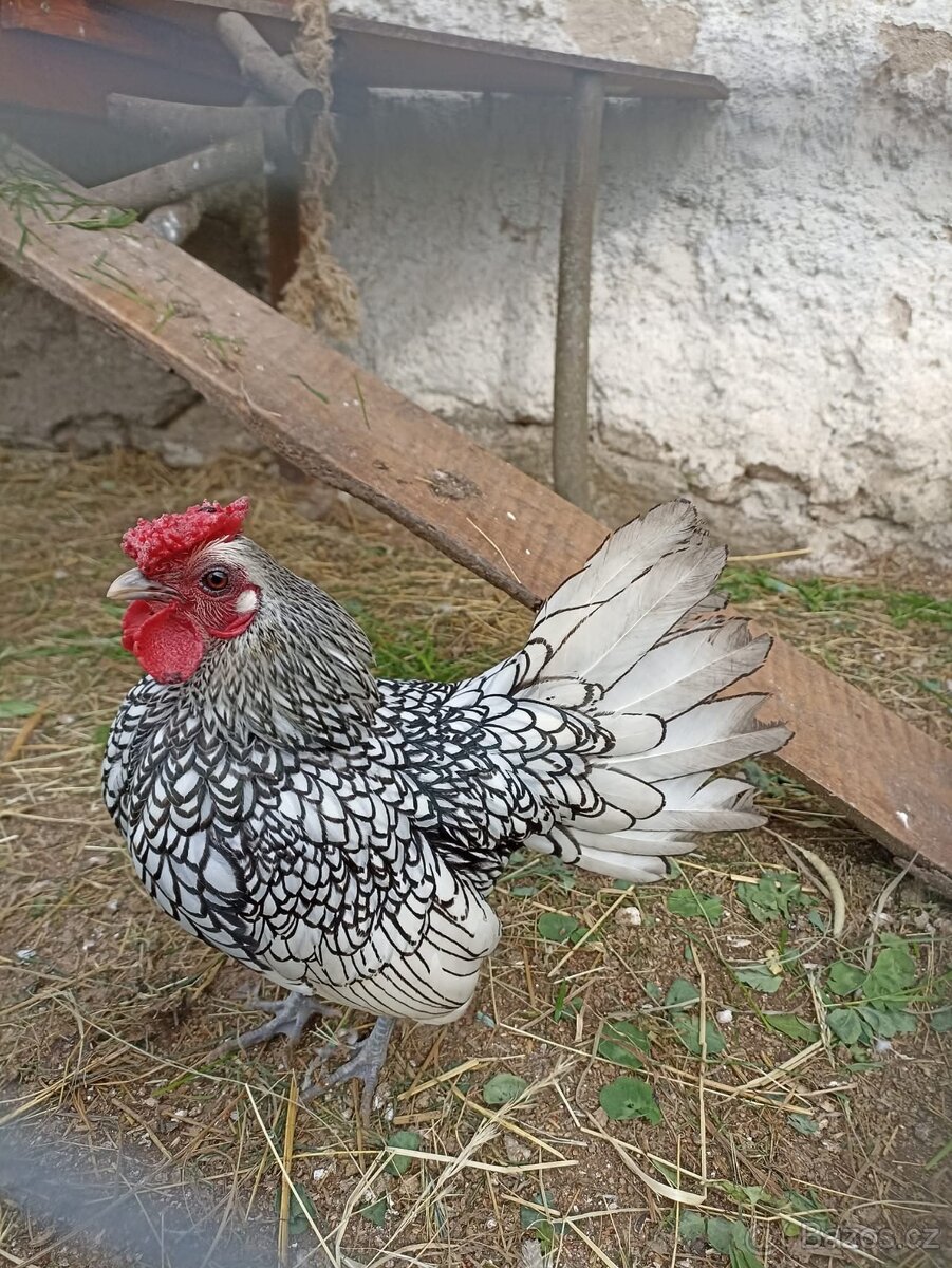 Koupim kohouta Sebritky střibrné