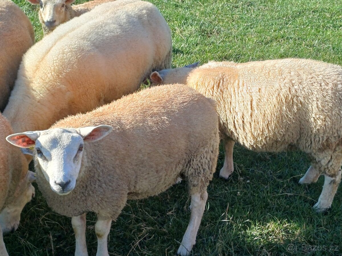 Jehňata texel