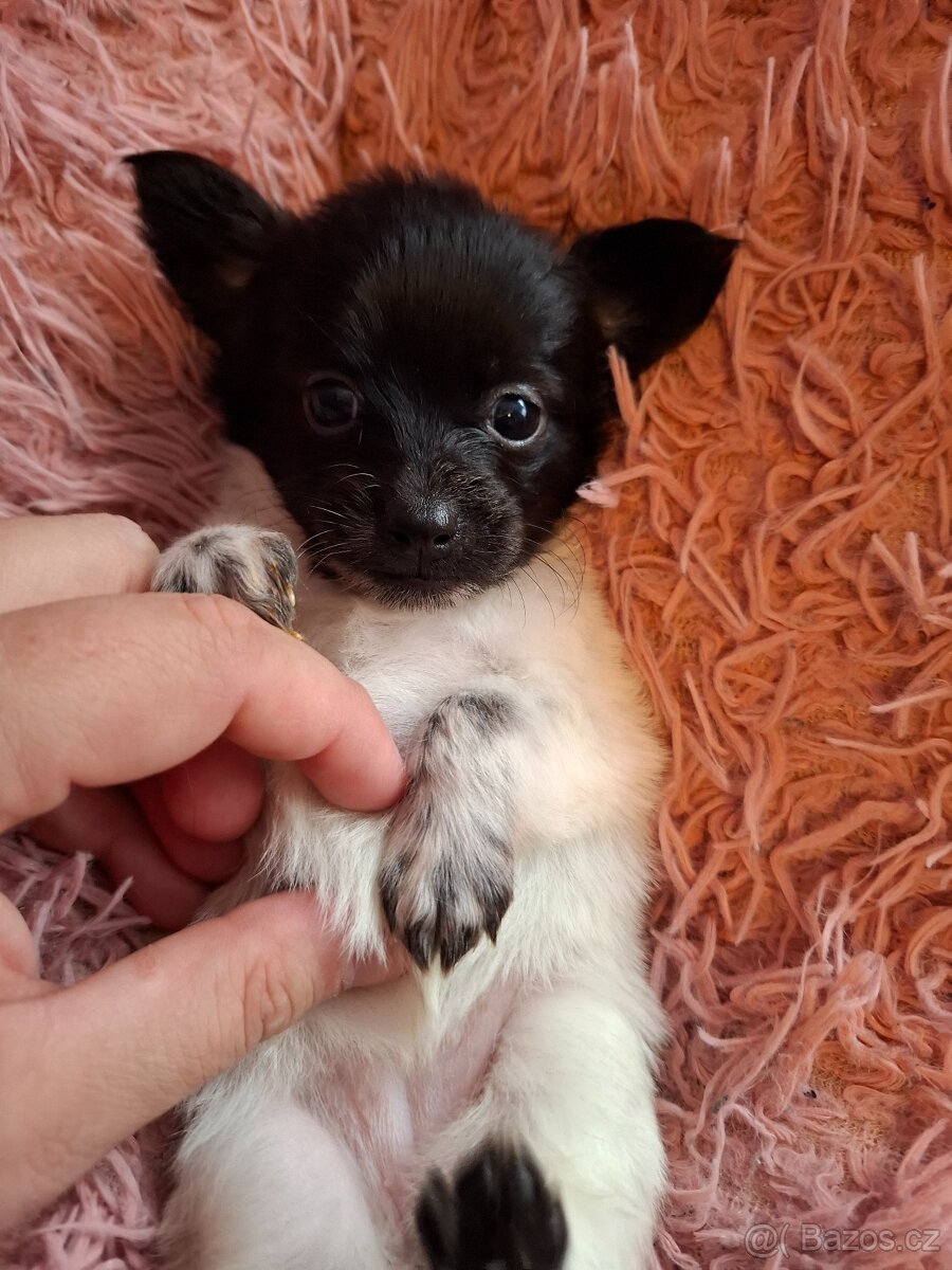 Stěně Čivava X Jack Russell
