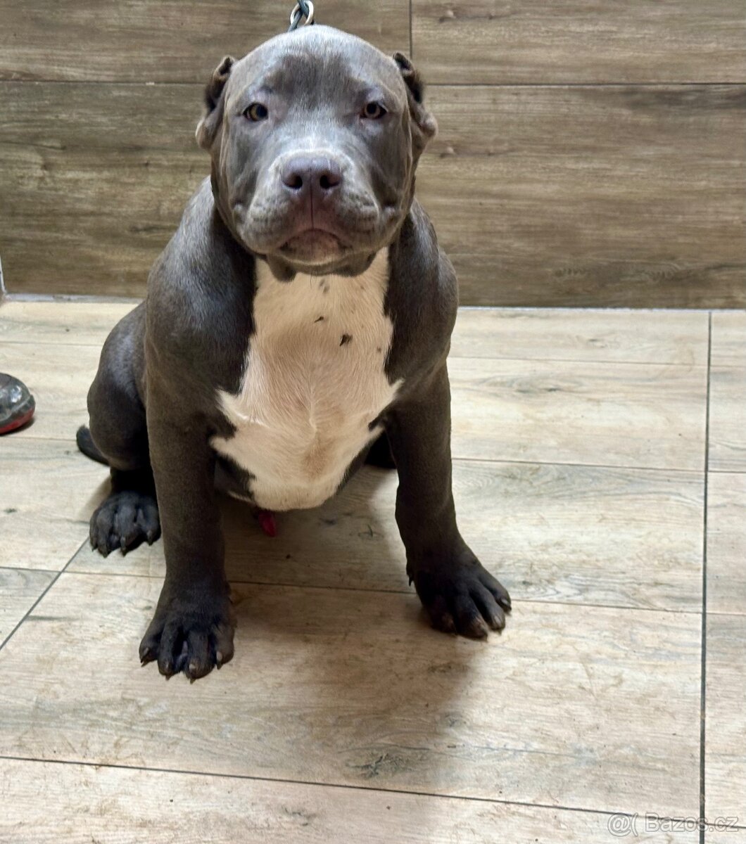 American bully XL