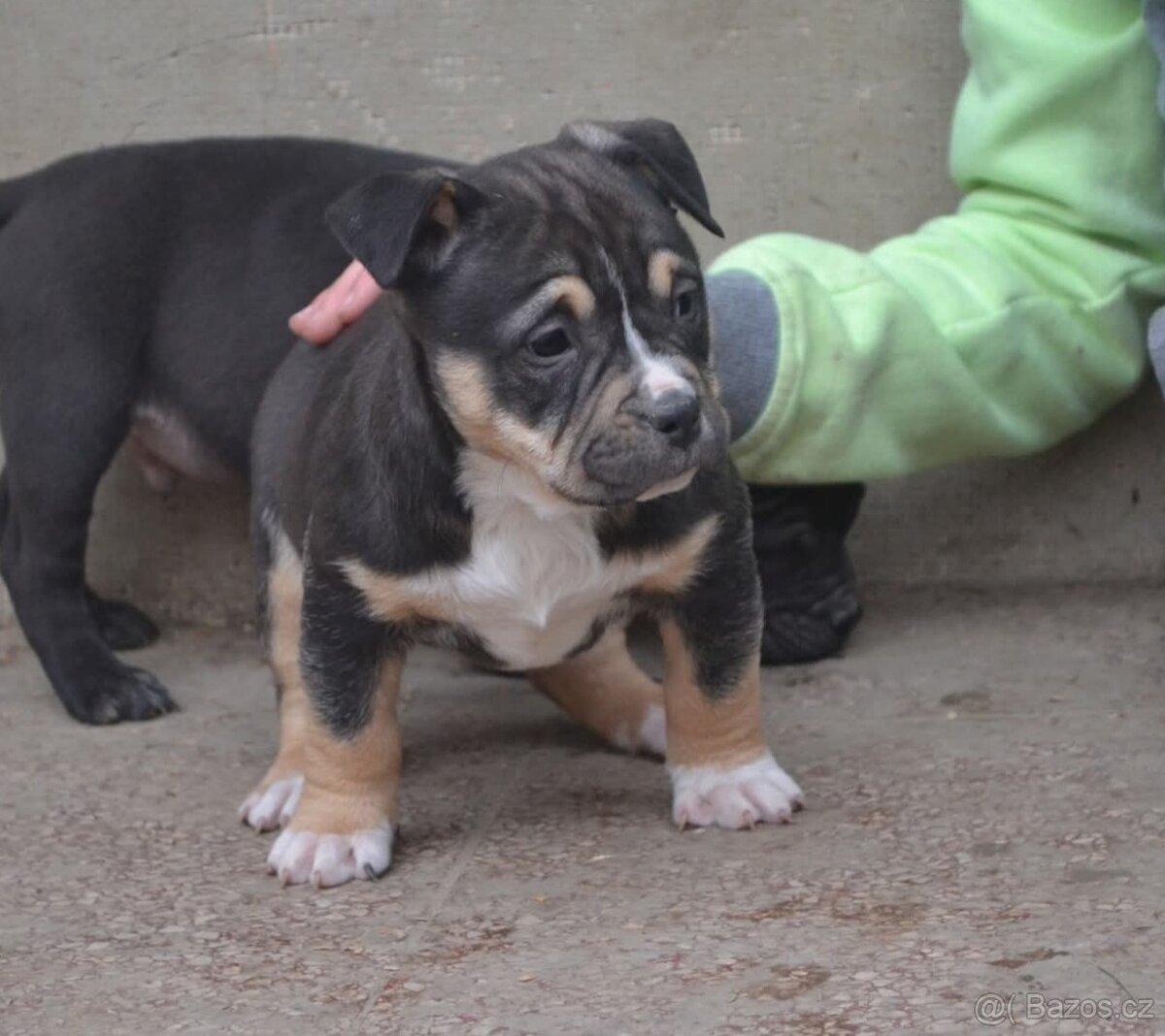 American bully pocket / sharpei