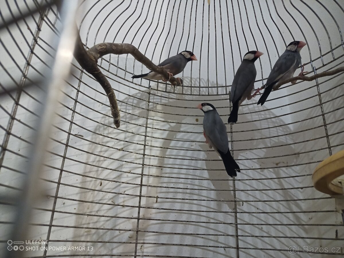 Zebricky, ryzovniky, krepelky.