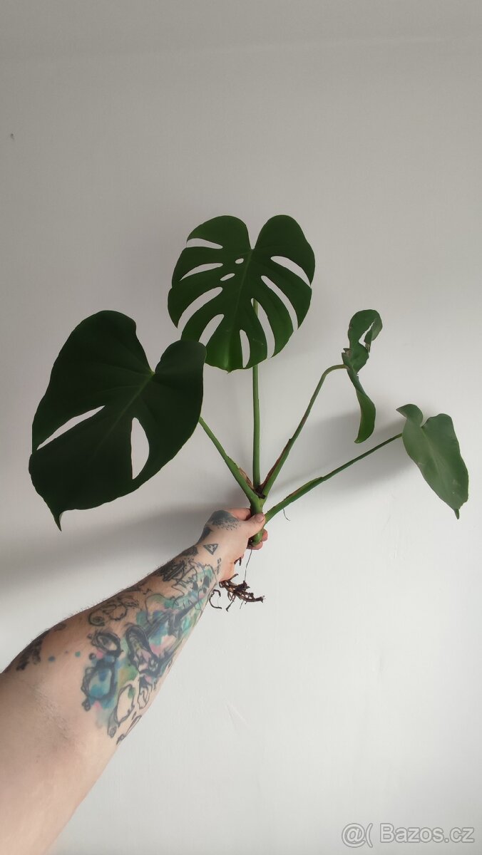 Monstera deliciosa