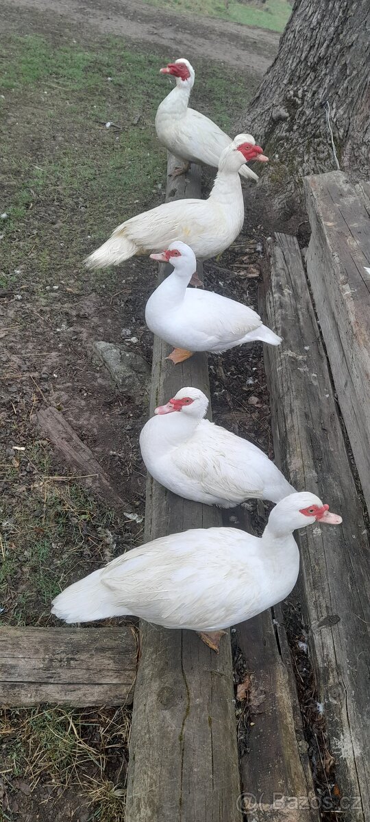 Pižmovky