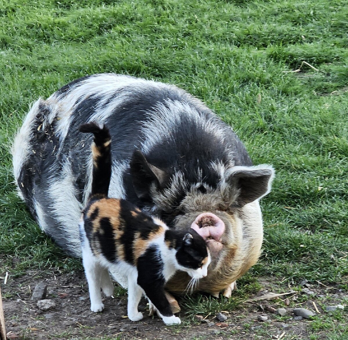 Chovná prasnice KUNE KUNE jménem Baby