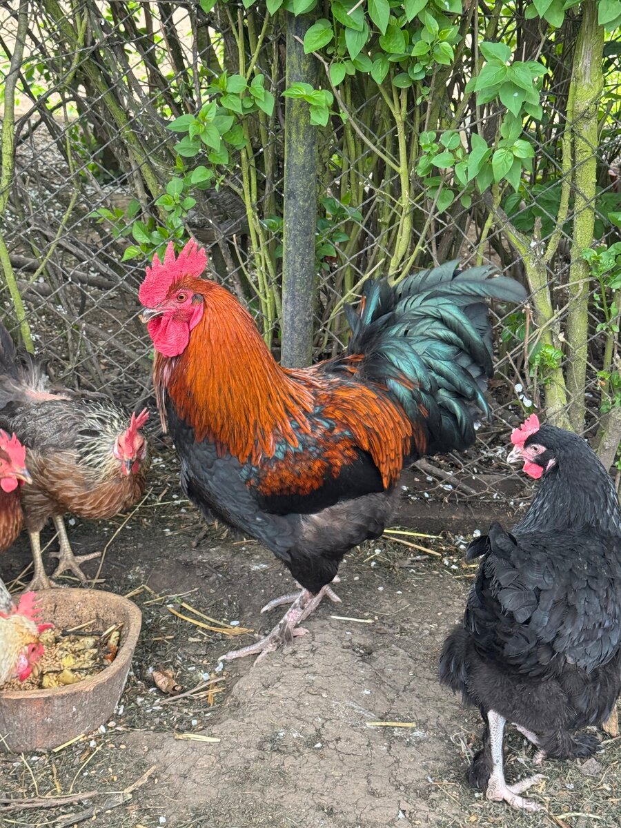 Marans