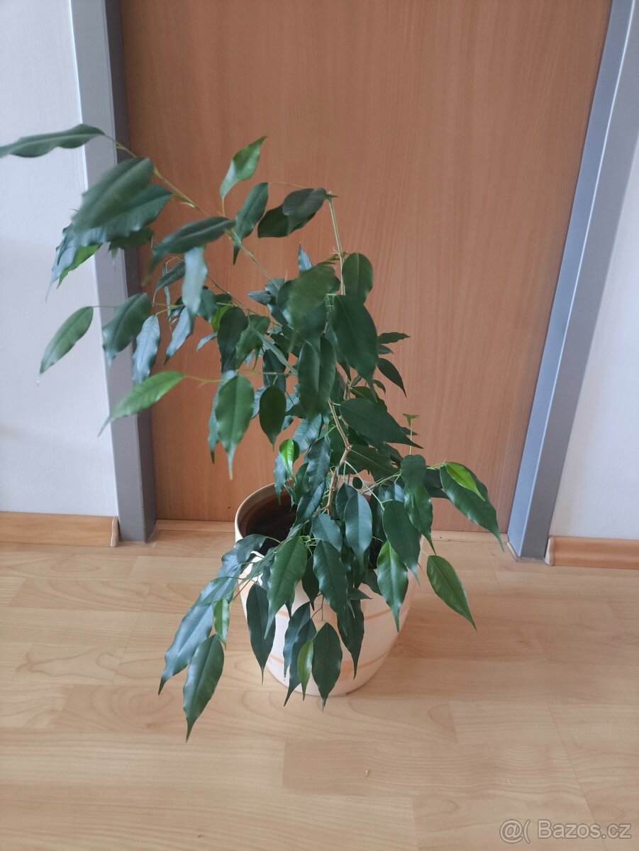 Ficus benjamina. pokojová rostlina