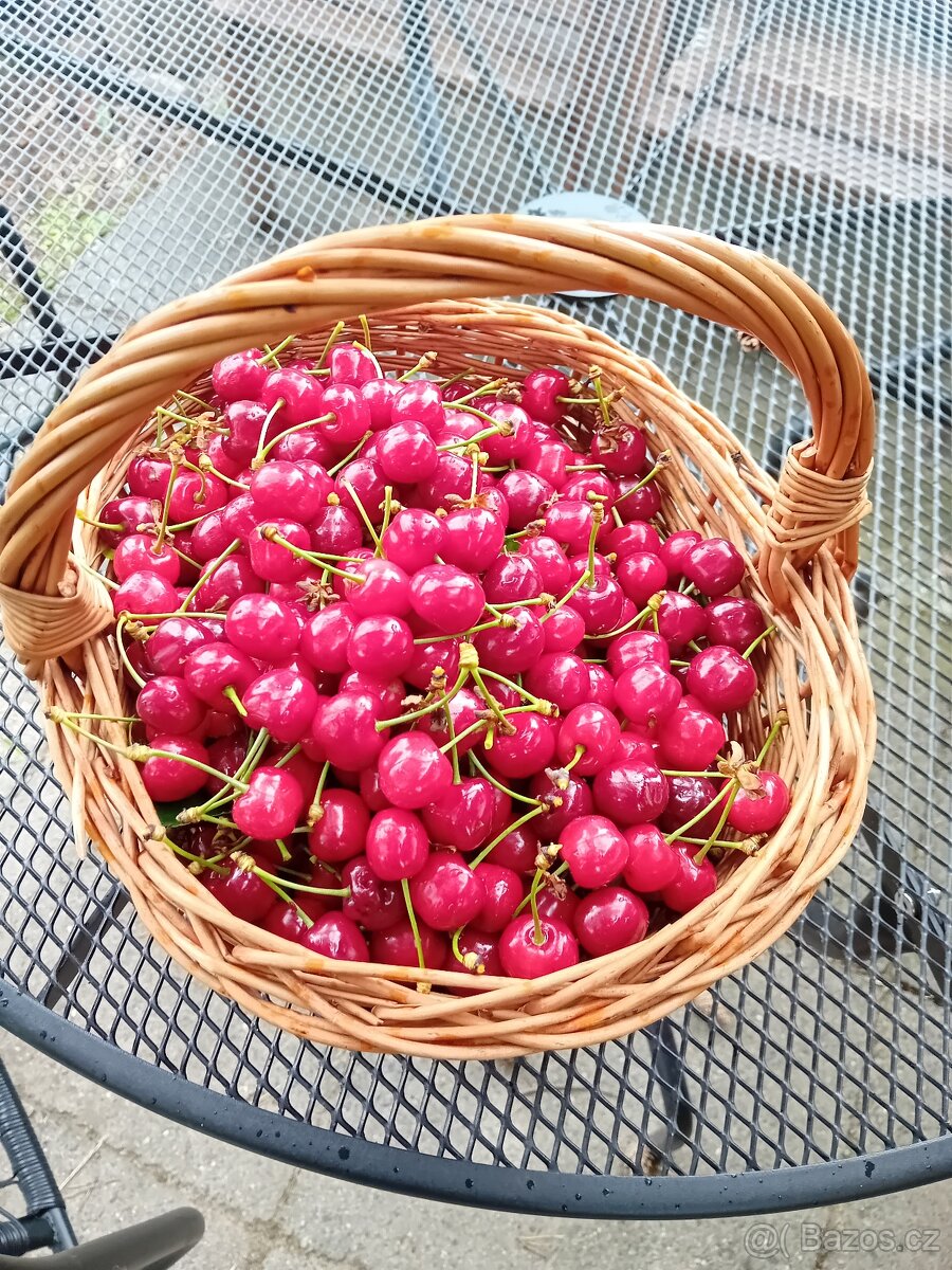Třešně