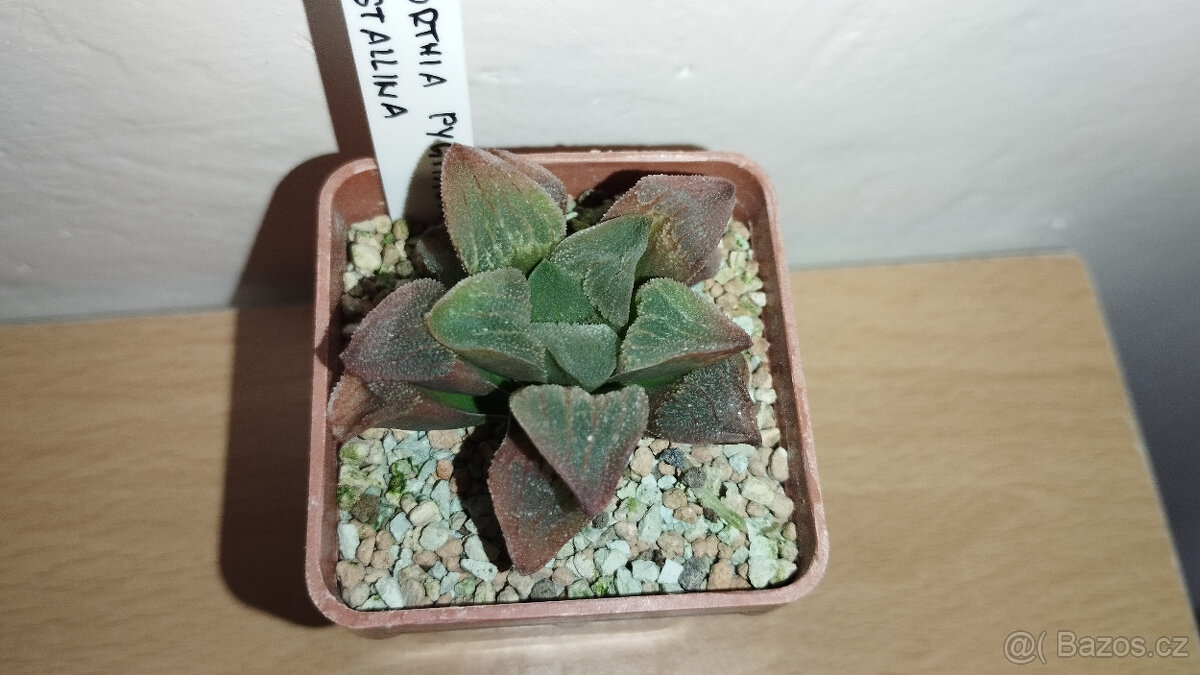 Haworthia Pygmaea var. crystallina ( sukulent )