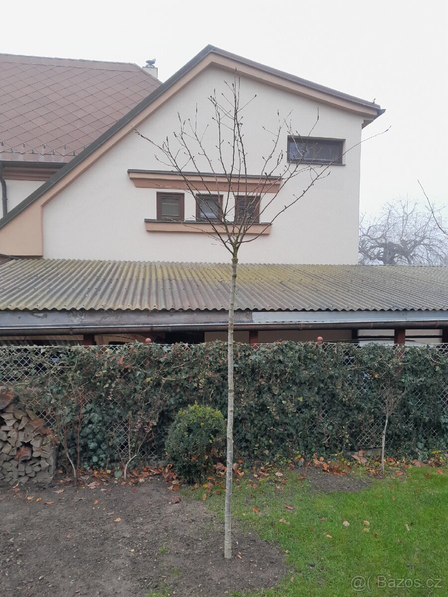 Prunus acollade - višeň chloupkatá