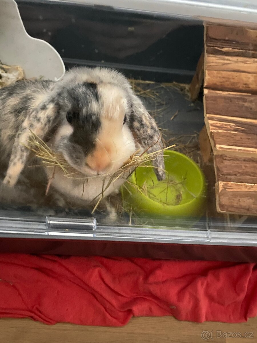 Darujeme zakrslého králíčka ( Beránek)