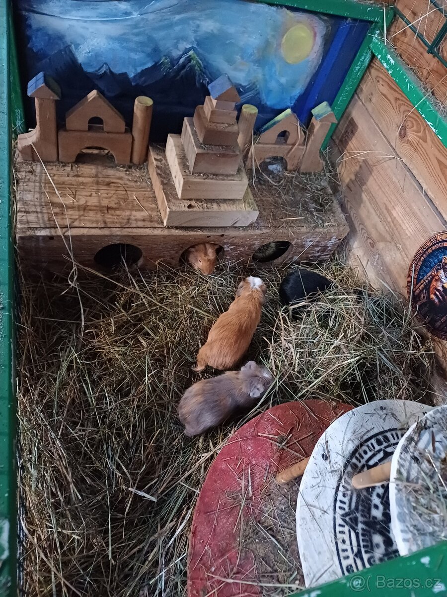 PRODÁM CUY MORČATA