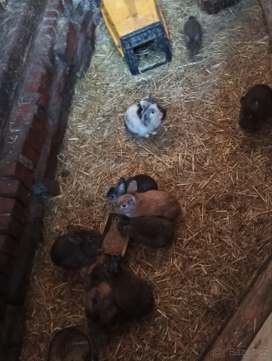 Zakrslí králíčci