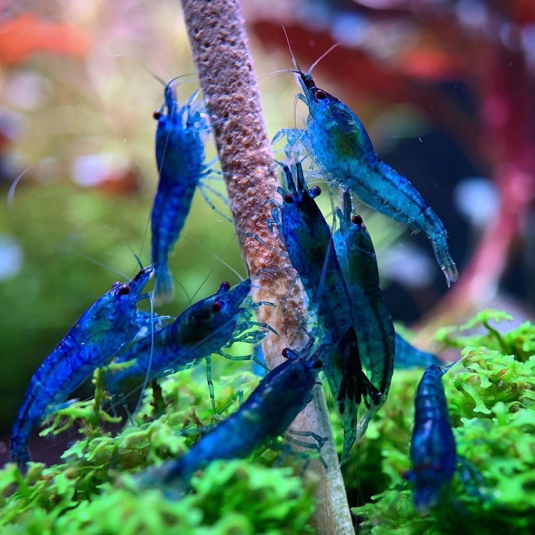 Krevetky - Neocaridina Blue Dream