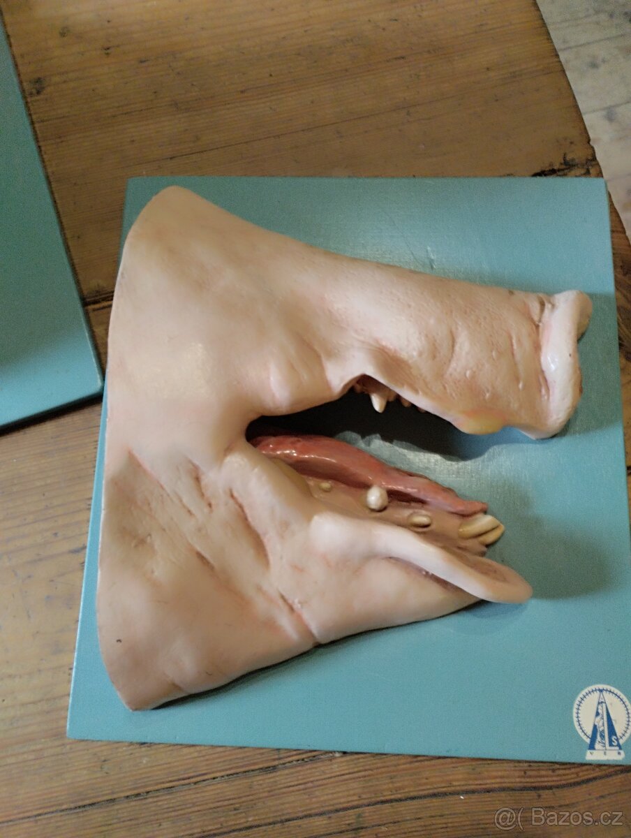 Anatomický model prasečí rypák 60 léta 20 století