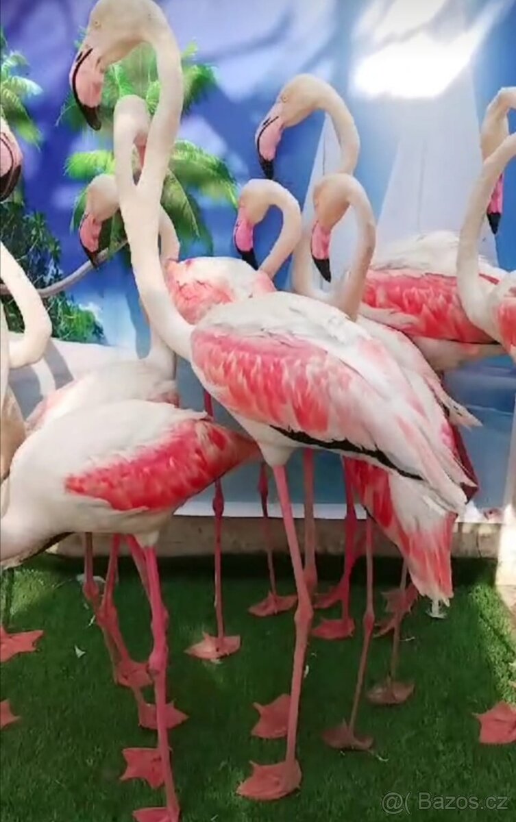 Plameniaky