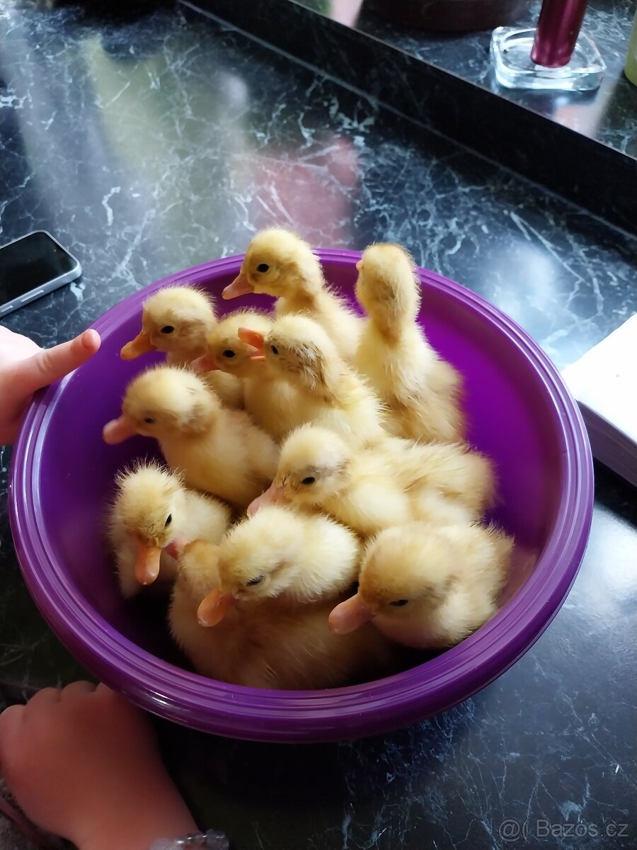 Kachnata pekingska