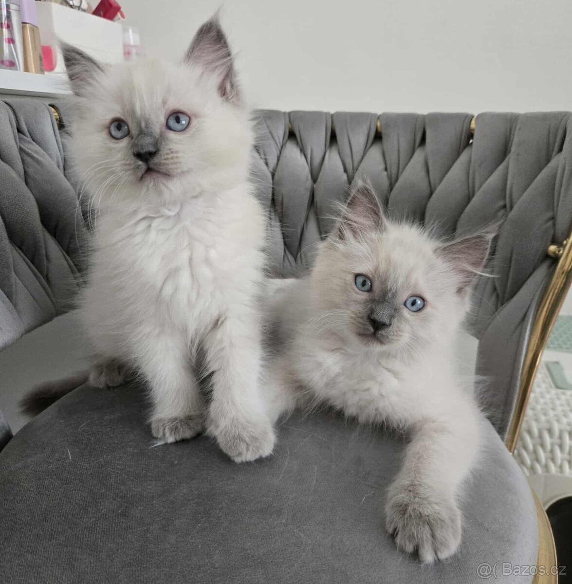 Ragdoll koťatka blue lynx