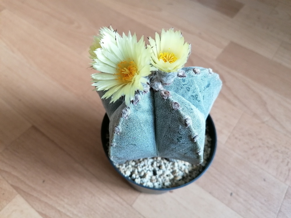Beztrnný kaktus Astrophytum Myriostigma Mexiko Amerika