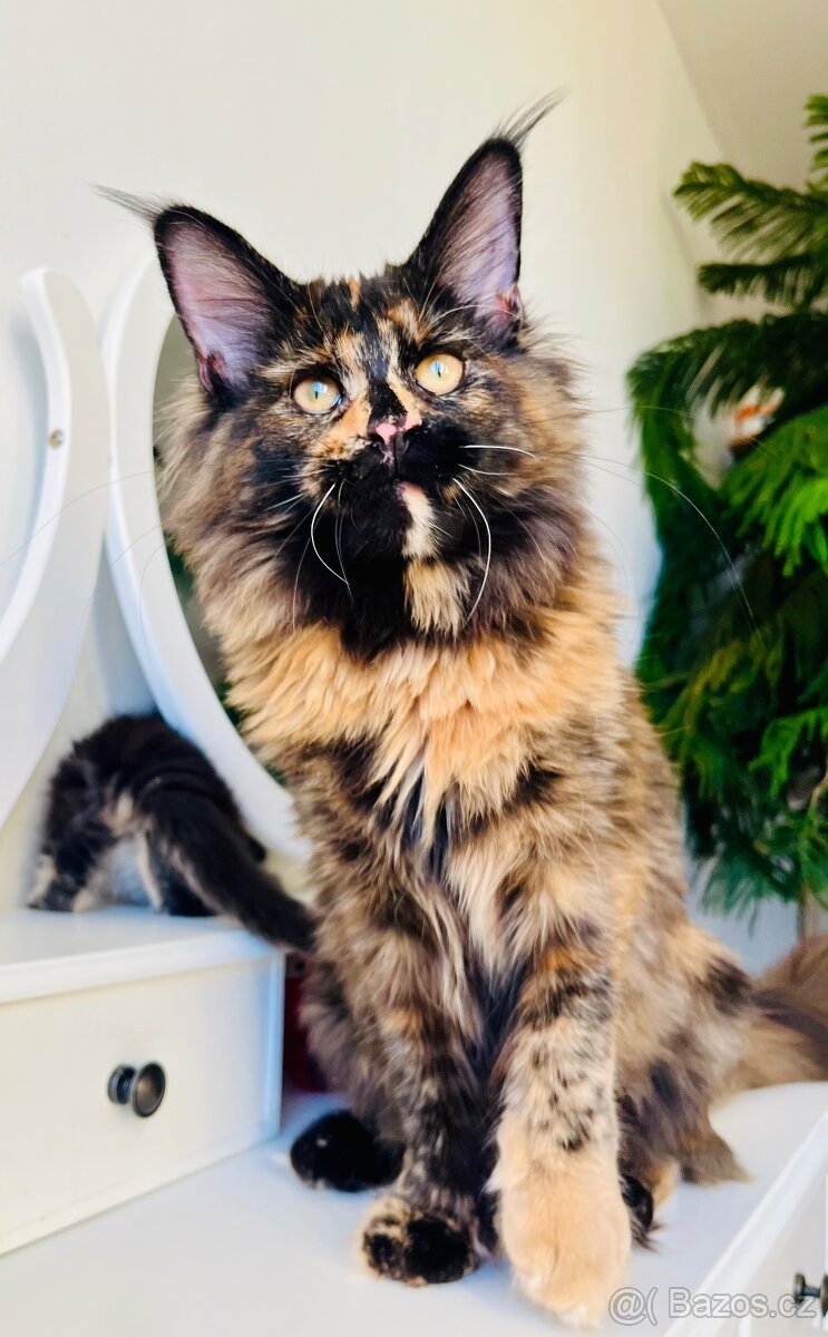 Mainská mývalí s pp