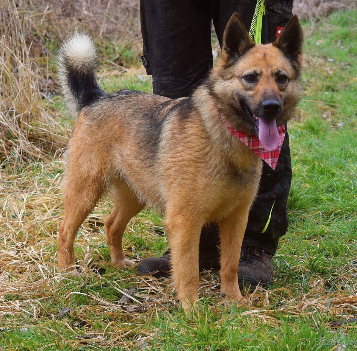 HAIFA K ADOPCI - 2,5 ROKU, PŘÁTELSKÁ, HRAVÁ, ZVĚDAVÁ
