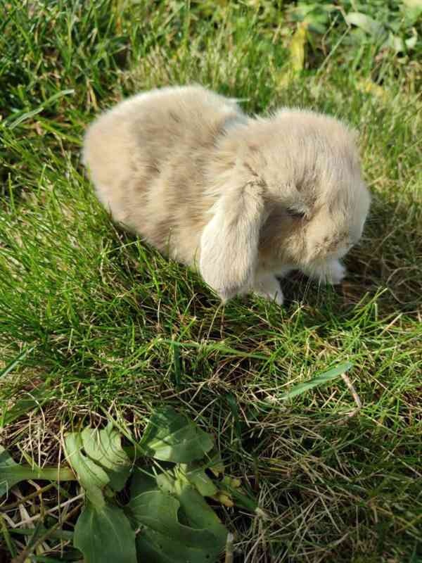 Zakrslý králíček beránek