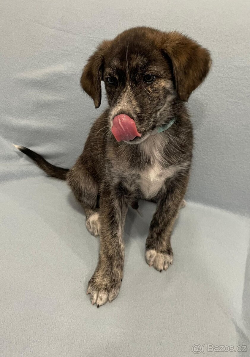 🐾 Exkluzivní štěňata k odběru – silná genetika, skvělé pova