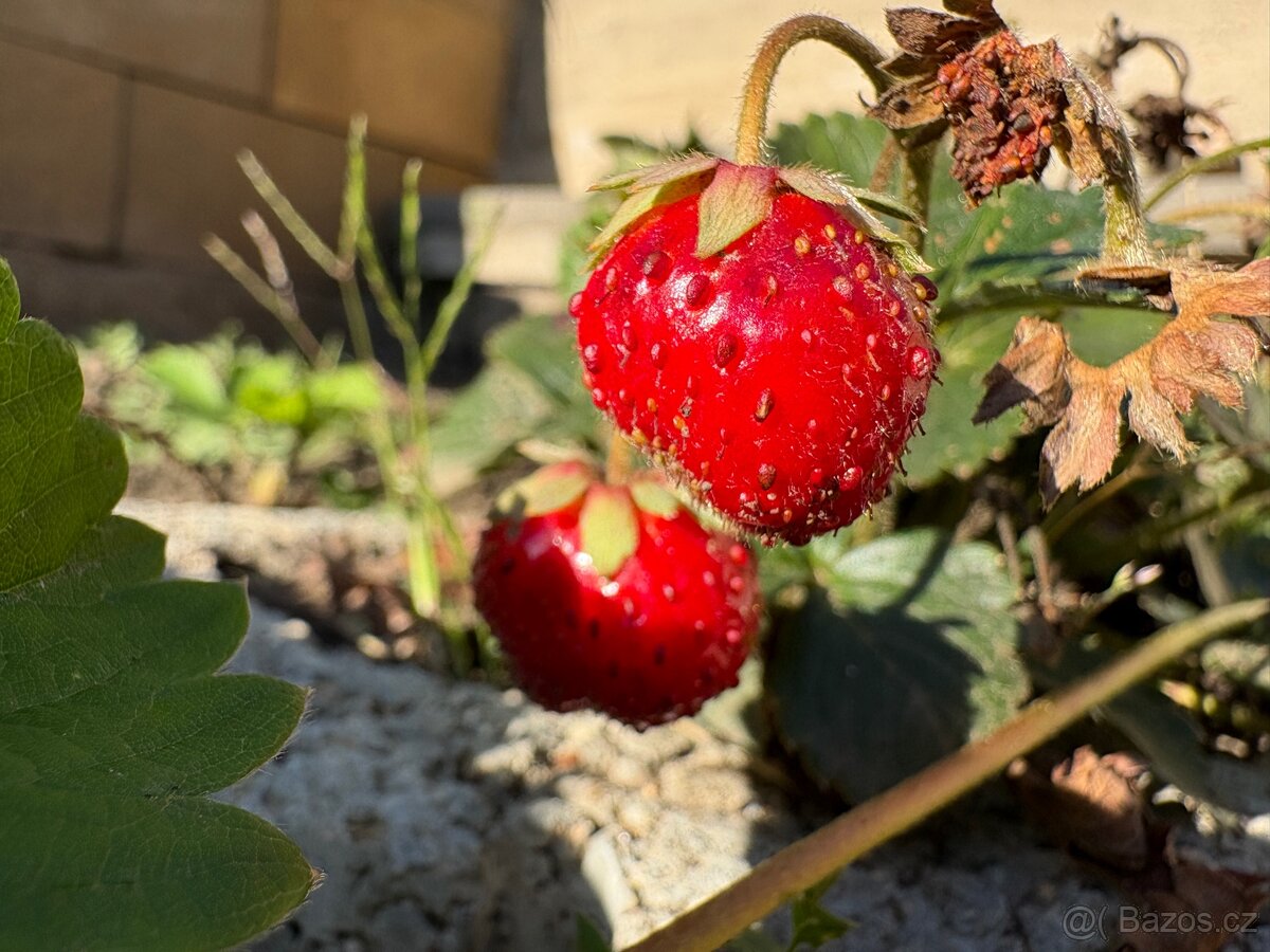 Koupím pole - Ivančice