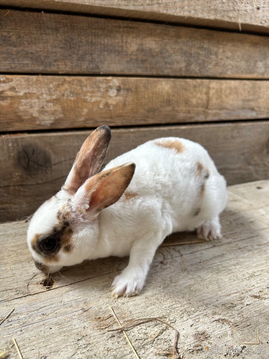 Malý rex