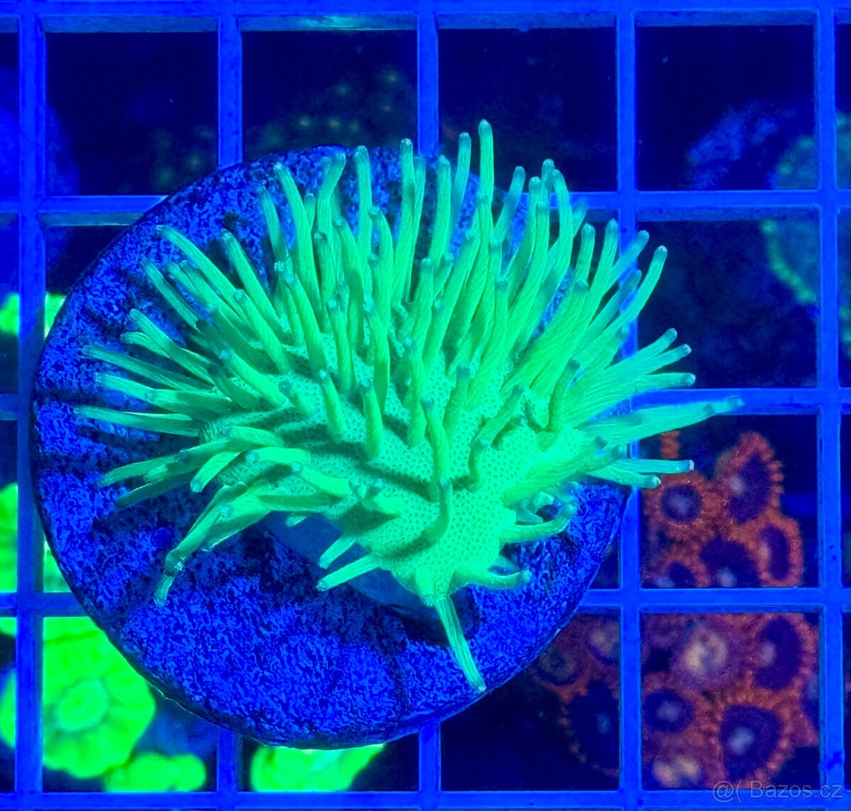 Morske koraly - Nova ponúka